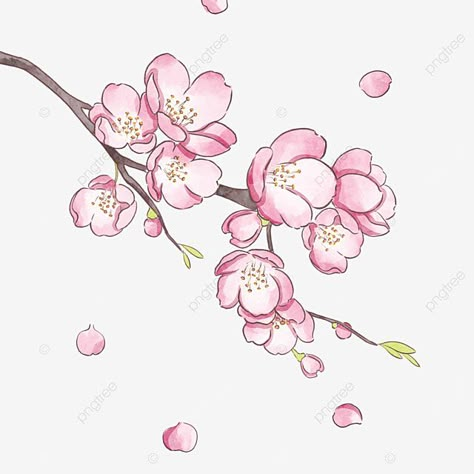 Sakura Cartoon Flower, Sakura Illustration Flower, Sakura Flower Drawing, Cherry Blossoms Drawing, Sakura Flower Illustration, Sakura Drawing, Cherry Blossom Png, Kawaii Cherry Blossom, Sakura Illustration