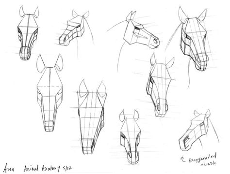 Horse heads by anncocopuff Horse Head Drawing Realistic, Horse Head Proportions, Horse Face Anatomy, Horse Frontal View Drawing, Horse Head Reference, How To Draw A Horse Head, Horse Head Anatomy, Animal Head Drawing, Horse Drawing Reference