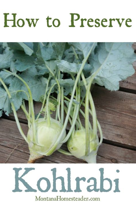 Preserve Kohlrabi, Freezing Food Preservation, Kohlrabi Soup, Kohlrabi Recipes, Preserving Vegetables, Kitchen Hacks Food, Csa Box, Freezing Food, Canning Vegetables