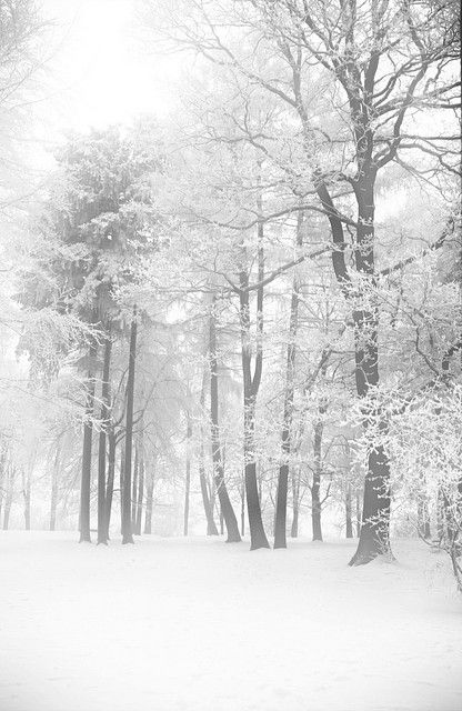 Black And White Winter Scene, Wintery Forest, Winter Outside, Fresh Snowfall, Winter Whites, Winter Woods, Beautiful Snow, White Forest, Winter Wishes