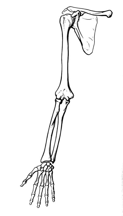 Skeletal Arm Drawing, Half Body Half Skeleton Drawing, Skeleton Back Drawing, Skeleton Art Sketch, Skeleton Parts Drawing, Skeleton Body Drawing Simple, Skeleton Arm Drawing On Arm, Skeleton Sketch Anatomy, Anatomy Bones Drawing