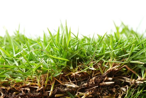 Zoysia Grass: Your Complete Texas Lawn Care Maintenance Guide Ruschia Nana Lawn, Zoysia Grass Lawn, Shenandoah Switch Grass Plants, Mowing Grass Quotes, Zoysia Lawn, Zoysia Grass Seed, Grub Worms, Zoysia Grass, Types Of Diseases