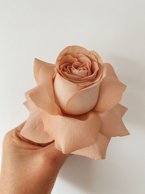 Cappuccino Rose Wedding, Cappuccino Rose, Rose Wedding, Vera Wang, Cappuccino, Wedding Flowers, Snack Recipes, Roses, Flowers