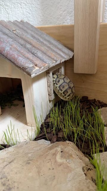 Turtles homes and houses (@turtles.homes.houses) • Instagram profile Turtle House Indoor, Turtle House, Turtle Homes, Tortoise House, Turtles, Tortoise, Instagram Profile, Quick Saves, Instagram