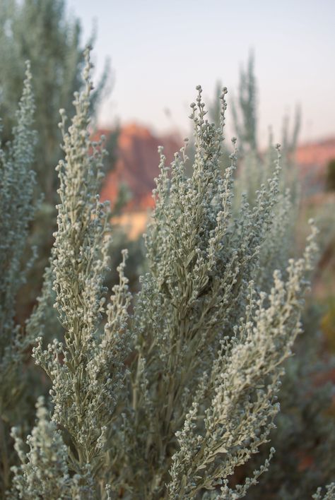 Soft light falls on a budding sagebrush plant surrounded by red sandstone walls. Foraging Aesthetic, Desert Aesthetic Fashion, Southwestern Color Palette, Southwest Aesthetic, Walls Photography, Art Prints Ideas, Aesthetic Desert, Website Aesthetic, Utah Landscape