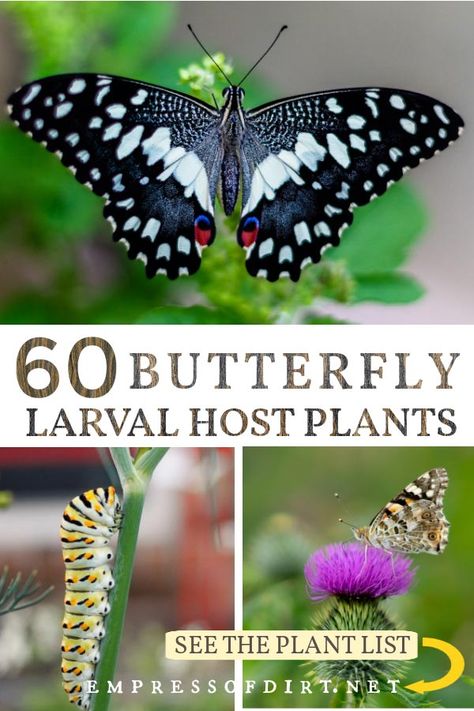 Caterpillar Host Plants, Butterfly Habitat Diy How To Build, Small Butterfly Garden Design Layout, Host Plants For Butterflies, Butterfly Greenhouse, Butterfly Garden Ideas, Plants For Butterflies, Monarch Butterfly Habitat, Raising Monarch Butterflies