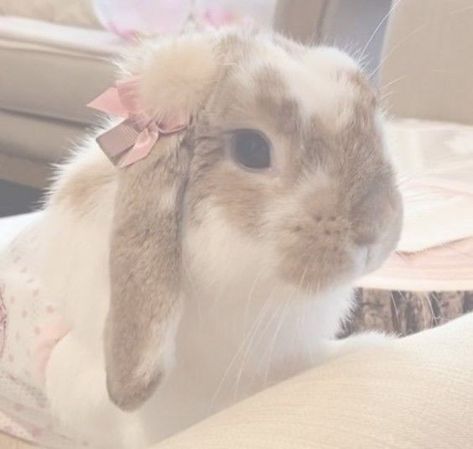 Rabbit Coquette, Cute Bunny Pictures, Bunny Pictures, Bunny Girl, Baby Bunnies, Kawaii Wallpaper, Sweet Animals, Funny Animal Pictures