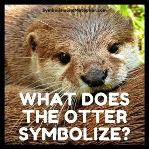 Otter Spirit Animal, Korean Mythology, Spirit Animal Meaning, Animal Meanings, Dwelling On The Past, River Otter, Spirit Animals, Love Funny, Sea Otter