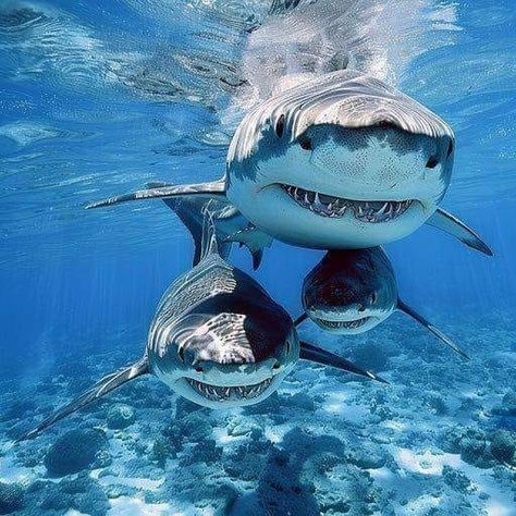 Sharks Of The World, Shark Images, Shark Photos, Shark Pictures, Fauna Marina, Water Animals, Beautiful Sea Creatures, Cute Shark, Shark Week