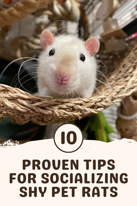 Foraging Toys For Rats, Rat Diys, Pet Rat Tips, Rats As Pets, Diy Rat Enrichment, Rat Pet, Rat Toys Diy, Pet Rat, Rat Facts