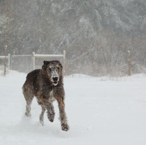 running! Poodle Fashion, Scottish Deerhound, Irish Wolfhounds, Irish Wolfhound, Dog Runs, Beautiful Dogs, Big Dogs, Mans Best Friend, Animals Friends