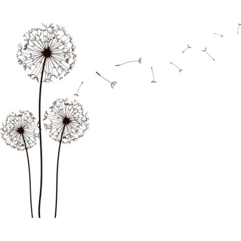 Dandelion graphic: Distressed wood sign on Mountain View side of room. Layout over 2-3 signs Dandelion Drawing, A Dandelion, Pencil Portrait, A Quote, Let Go, Greys Anatomy, 그림 그리기, Drawing Inspiration, The Wind