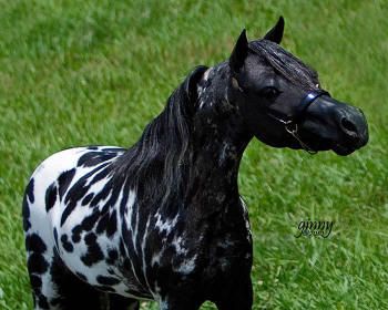 Appaloosa Horses For Sale, Miniature Horses For Sale, Miniature Ponies, Ponies For Sale, Bronc Riding, Mini Horses, Horse Harness, Morgan Horse, Miniature Horses