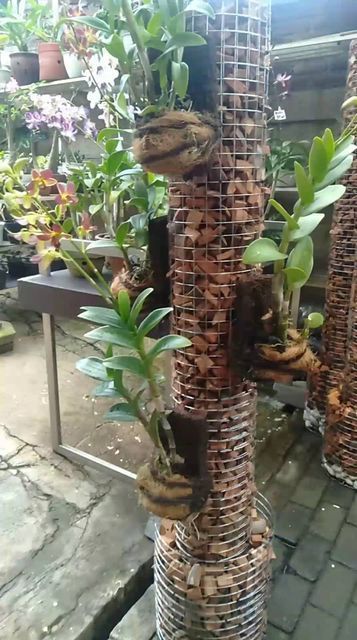 Dendrobium Orchids Care, Orchid Garden Ideas, Hanging Orchid, Orchid Plant Care, Orchid House, Orchid Planters, Inside Garden, Plant Stands Outdoor, Orchid Garden