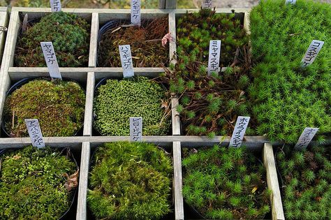 Moss Types, Ginkakuji Temple, Moss Growing, Types Of Moss, Growing Moss, Moss Plant, Moss Terrarium, Moss Garden, Garden Crafts Diy