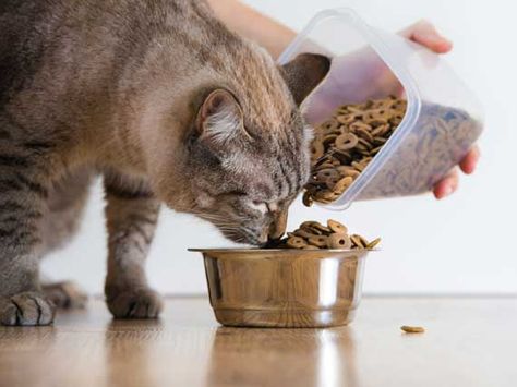 5 Things That Could Help Prevent Cat Food Recalls Today Kitten Biting, Cat Food Dish, Cat Food Recipes, Healthy Cat Food, Natural Cat Food, Homemade Cat Food, Cat Information, Food For Cats, Cats Food