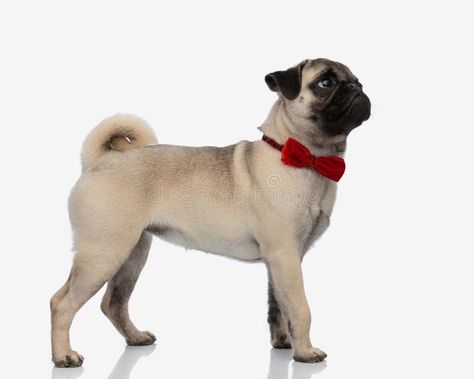 Side view of curious elegant pug puppy looking up and walking royalty free stock images Puppy Side View, Dog Sitting Back View, Dog With White Background, Pug Side View, Walking Pictures, Pug Cross, Side View, Wearing Red, Looking Up