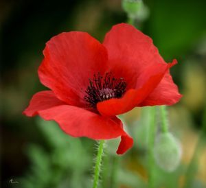 #remembrance Poppy Flower Seeds, Growing Poppies, Poppies Tattoo, Poppy Painting, Poppy Red, Poppy Seeds, Poppy Flower, Red Flower, Flower Images