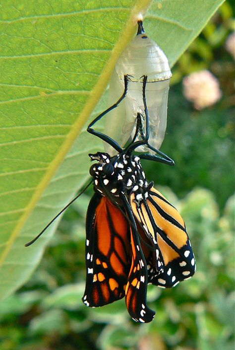 Butterfly Coming Out Of Cocoon, Butterfly Emerging From Cocoon, Emerging Butterfly, Monarch Chrysalis, Monarch Butterfly Migration, Butterfly Meaning, Butterfly Metamorphosis, Butterfly Chrysalis, Butterfly Migration