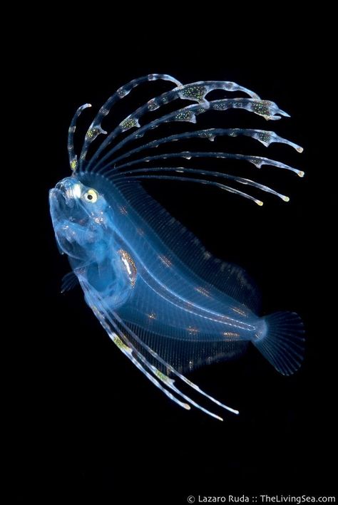 Bioluminescent Fish, Cool Sea Creatures, Deep Sea Animals, Deep Sea Life, Fish Fin, Deep Sea Creatures, West Palm Beach Florida, Beautiful Sea Creatures, Underwater Creatures