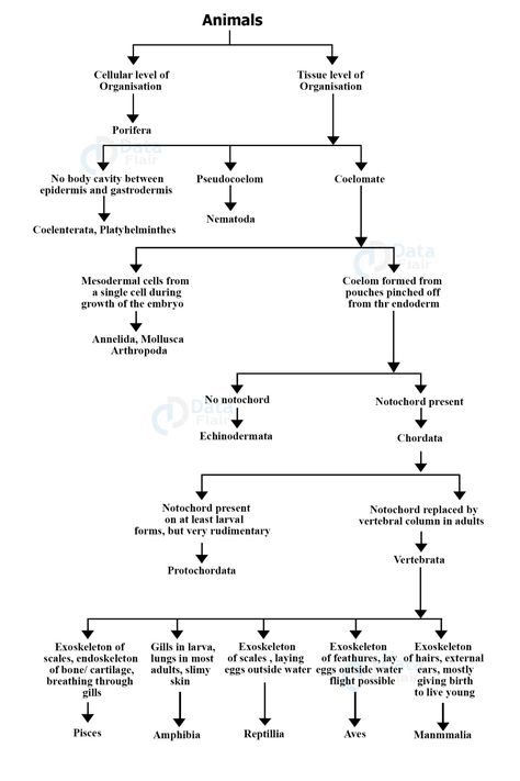 Biological Classification Notes, Study Tricks, Human Body Vocabulary, Medical Terminology Study, Learn Biology, Medical Words, Medical Quotes, Study Biology, Biology Classroom