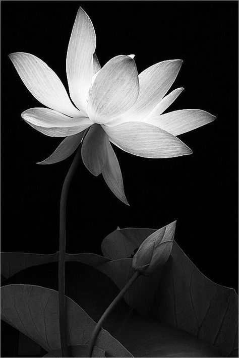 Aesthetic Types, Lotus Painting, Zen Design, Diy Abstract Canvas Art, Flower Sketches, Charcoal Art, Basic Drawing, Black Wallpaper Iphone, Photography Lessons