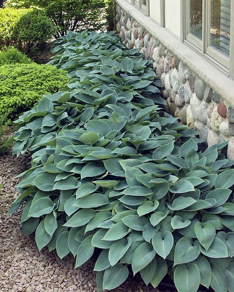 Hosta Halcyon, Variegated Hosta, Blue Hosta, Plantain Lily, Monrovia Plants, Hosta Varieties, Front Garden Design, Plant Catalogs, Border Plants