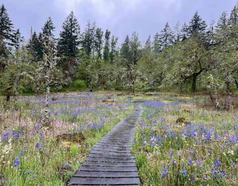 West Linn Oregon, Oregon Nature, Barbie Cowgirl, Oregon State Parks, Summer Wildflowers, Fields Of Flowers, Indian Creek, Wildflower Field, Flower Meadow