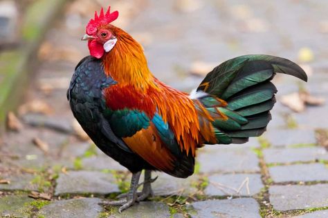 Top 11 Types of Roosters for Your Flock Roosters And Chickens, Best Rooster Breeds, Rooster Breeds Pictures, Types Of Roosters, Java Chicken, Rooster Of Barcelos, Brahma Rooster, Buff Orpington Chickens, Big Rooster