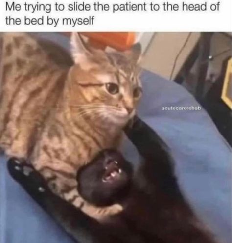 Cats Wholesome, Cna Quotes, Cna Humor, Hospital Humor, Medical Memes, Nurse Jokes, Funny Nursing, Healthcare Humor, Workplace Humor