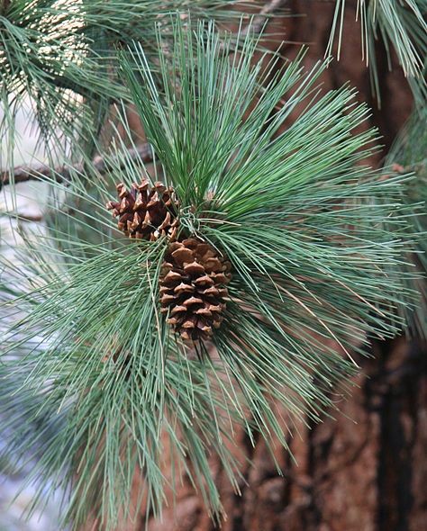 Adopt A Ponderosa Pine Tree | Sierra News Online Types Of Pine Trees, Pine Needle Essential Oil, Pine Tattoo, Luxurious Candles, River Retreat, Black Spruce, Tree Id, Pine Essential Oil, Silver Fir