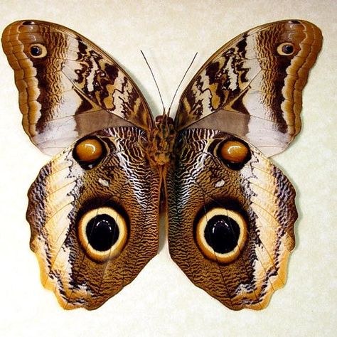 Caligo atreus ajax real owl mimic butterfly butterflies from Peru framed in an Archival Conservation Display Butterfly Eggs, Owl Butterfly, Framed Butterflies, Insect Taxidermy, Butterfly Designs, Moth Caterpillar, Taxidermy Art, Cool Bugs, Butterfly Quilt