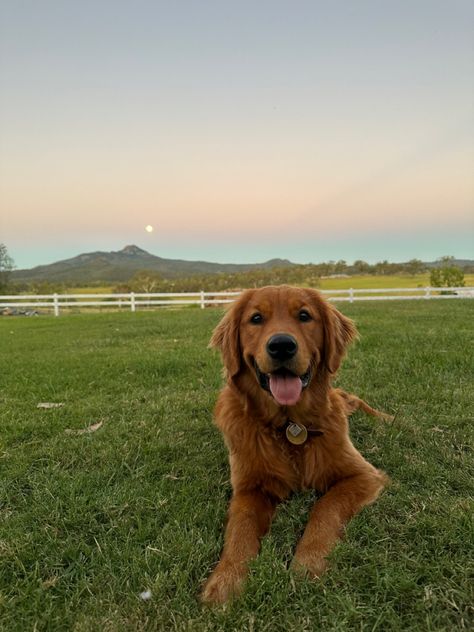 Golden Retriever And Australian Shepherd, Friendly Dogs, Cute Dogs Golden Retrievers, My Pet, Brown Golden Retriever, Country Dog, Puppy Aesthetic, Pets Aesthetic, Beautiful Dog