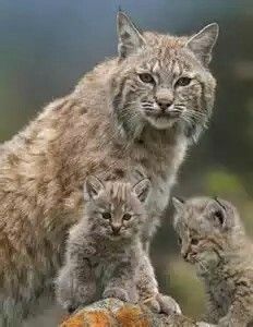 Mama&Baby Bobcats Baby Bobcat, Bobcat Kitten, Wild Cat Species, Lynx Lynx, Cat Species, Exotic Cats, Majestic Animals, Amazing Pictures, Wildlife Animals