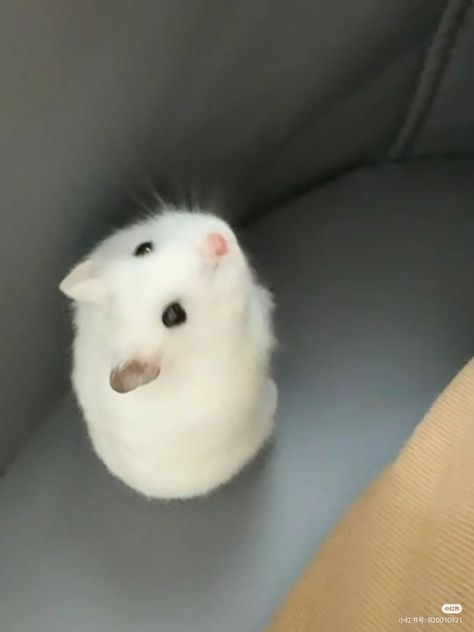 Adorable Hamsters, White Hamster, Hamster Ideas, Hamster Pics, Small Hamster, Hamster Names, Hamster Life, Baby Hamster, Hamster Care