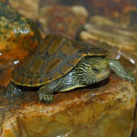 Living On Land, Different Types Of Turtles, Western Painted Turtle, Turtle Species, Spotted Turtle, River Turtle, Types Of Turtles, Alligator Snapping Turtle, Freshwater Turtles