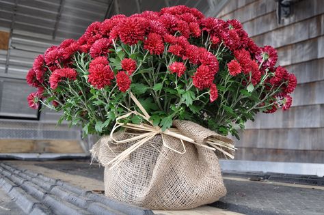 Maine Fall wedding. Mums Mums Centerpiece Ideas, Mums Table Centerpiece, Mums At Wedding Ceremony, Mums As Wedding Decor, Fall 70th Birthday Party Ideas, Mums Wedding Decor, Mums Centerpiece, Fall Wedding Mums, Fall Mums Decor