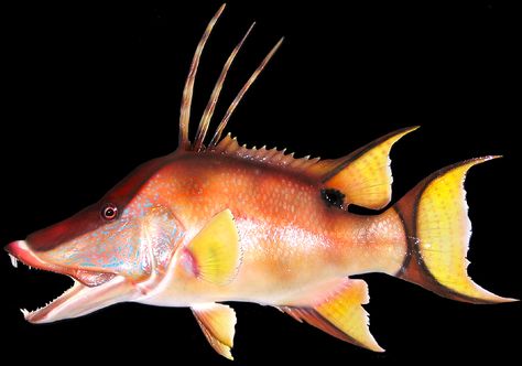 hogfish pictures | Sizes available ; 17 " - 35" Hog Fish, Spear Fishing, Florida Fish, Fish Skeleton, Back Piece Tattoo, Taxidermy Mounts, Weird Fish, Marine Art, Skeleton Art