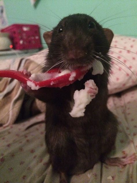 happy rat Rat Eating, Rattus Rattus, Fancy Rats, Dumbo Rat, Black Rat, Pet Rat, Funny Rats, Fancy Rat, Cute Small Animals