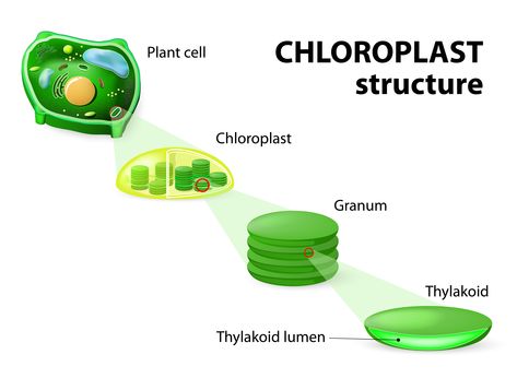 Chloroplast Structure, Animals As Food, Plant Cell Diagram, Cell Diagram, Biology Plants, Stem Plant, Plant Physiology, Plant Cells, Science Inquiry