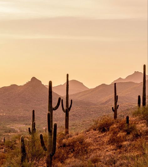 Mexican Desert Landscape, Southern Usa Aesthetic, Western Landscape Photography, Southwestern Photography, Cowboy Landscape, Southwest Aesthetic, Colorado Desert, Landscape California, Cactus Landscape