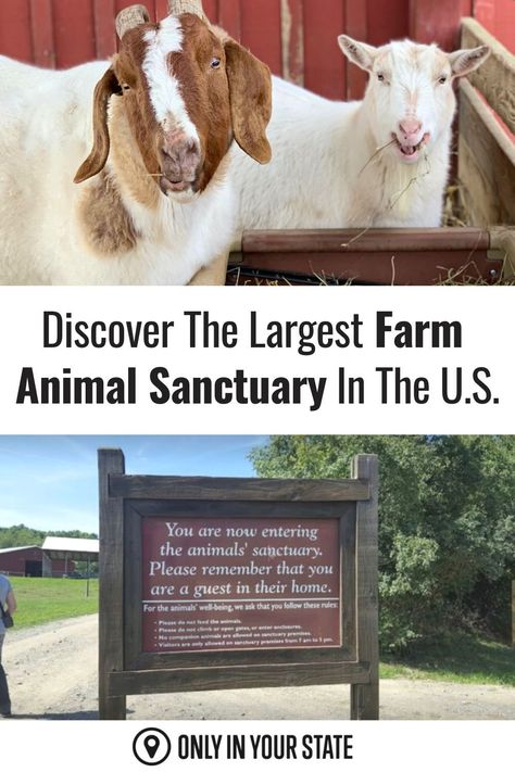 This New York animal sanctuary has 800 rescued farm animals on nearly 300 acres, with wide open spaces to live out their best lives! Animals | Animal Sanctuary | Rescue Animals | Farms | US Travel | Destinations | Farm Animals | Goats | Cows | Sheep | Pigs Rescue Farm Animals, How To Start An Animal Sanctuary, Animal Sanctuary Ideas, Sanctuary Animals, Animal Rescue Ideas, Farm Animal Sanctuary, Wild Animal Sanctuary, Lake Animals, Starting A Farm