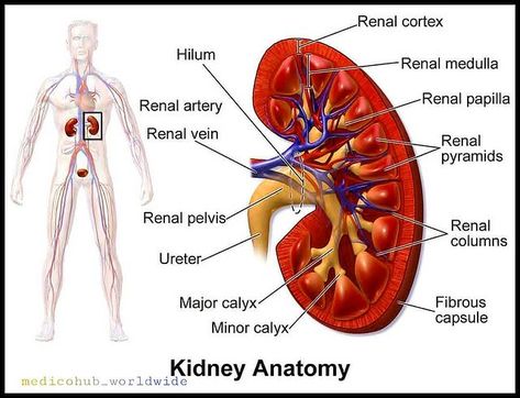 Medicohub Worldwide 1M na Instagramie: „the kidneys are located high in the abdominal cavity, one on each side of the spine, and lie in a retroperitoneal position at a slightly…” Kidney Anatomy, Liver Detox Recipes, Kidney Detox Cleanse, Human Kidney, Healthy Detox Cleanse, Detox Your Liver, Healthy Kidneys, Kidney Damage, Kidney Cleanse