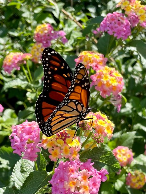 Eastern U.S. migratory Monarch Butterflies in my pollinator garden, Piedmont of N.C. Monarch Butterflies Aesthetic, Orange Butterfly Aesthetic, Butterfly Garden Aesthetic, Butterfly Astethic, Monarch Butterfly Aesthetic, Fall Astethic, Butterflies Aesthetic, Lantana Flower, Butterfly With Flowers