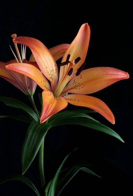 Flowers Reference, Flowers Photography Beautiful, Lily Photography, Orange Lily, Easy Flower Drawings, Easy Flower Painting, Botanical Photography, Porch Flowers, Beautiful Flowers Photography