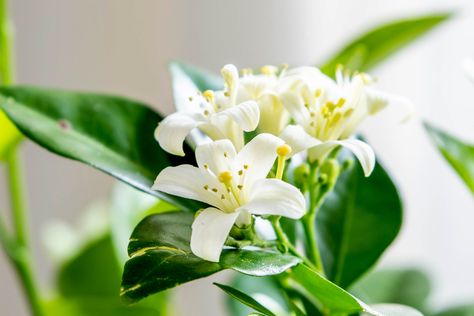 Jasmine Indoor, Murraya Paniculata, Orange Jasmine, Plant Window, Jasmine Plant, Kitchen Plants, Mock Orange, Seed Germination, Evergreen Shrubs