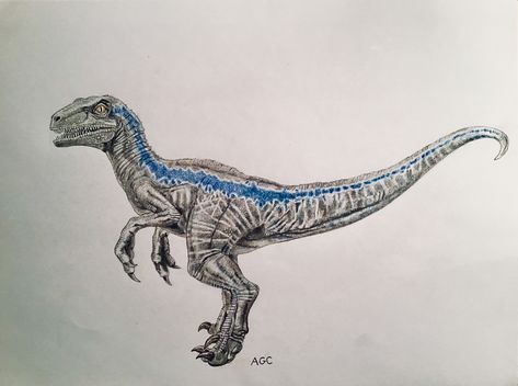 My drawing of “Blue” from Jurassic world Blue Jurassic World Tattoo, Velociraptor Art Drawing, Jurassic World Tattoo Ideas, Blue Raptor Tattoo, Cassidy Tattoo, Velociraptor Sketch, Jurassic World Tattoo, Jurassic Park Drawing, Dinosaurs Drawings