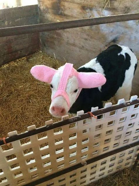 Cow Ears, I Love Cows, Fluffy Cows, Cow Pictures, Moo Moo, Baby Cow, Baby Cows, A Cow