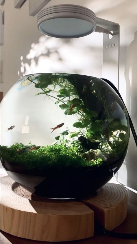 Fish Bowl Ecosystem, Bowl Aquarium, Cardboard Decor, Aquarium Garden, Fish Tank Terrarium, Aquatic Ecosystem, Plant Crafts, Aquascape Aquarium, Birdcages