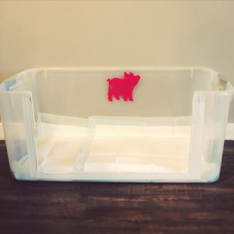 Mini pig Magnolia’s litter box - puppy pads instead of litter. We took a large storage bin and cut the side. Very roomy for our baby 😍 Pig Litter Box Ideas, Dog Litter Box Ideas, Puppy Litter Box Ideas, Dog Pee Pads Diy Ideas, Pot Belly Pig Pen, Welping Box Ideas Puppies Diy Cheap, Pet Pig Care, Mini Pig Outdoor Pen, Mini Pig Care